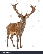 C:\Users\valya\OneDrive\Робочий стіл\stock-photo-red-deer-stag-in-front-of-a-white-background-remasterized-1762836935.jpg